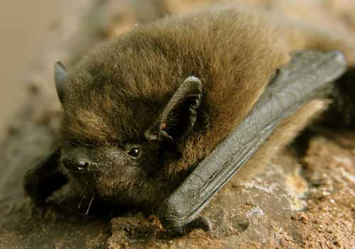 Pipistrellus pipistrellus