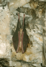 Rhinolophus ferrumequinum | Pipistrelli