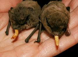Esemplari di Pipistrellus kuhlii, in riabilitazione, vengono nutriti con larve di Tenebrio molitor.