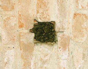 Ospitare in casa una colonia di pipistrelli (in foto Myotis emarginatus) non comporta rischi sanitari.
