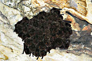 Gruppo di Barbastella barbastellus in ibernazione (foto R. Toffoli).