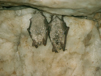 Due esemplari di grandi Myotis (Myotis blythii/M. myotis) in letargo in una miniera abbandonata.